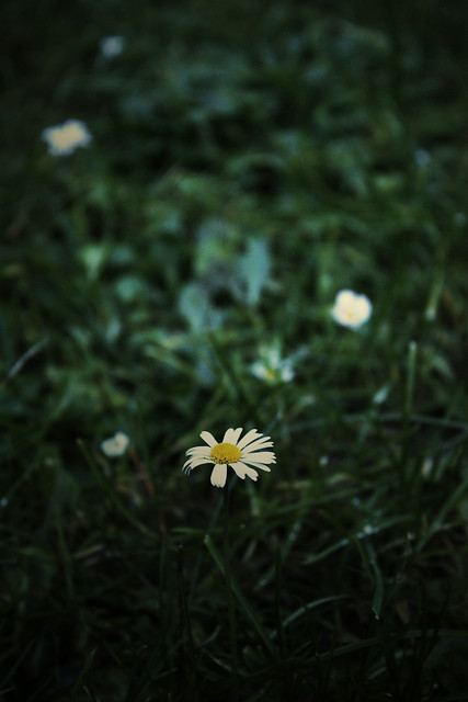 death whispered a Lullaby.