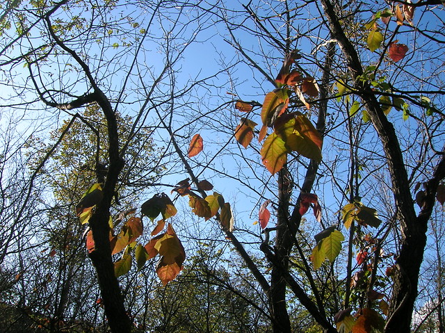 Jesie 2009
