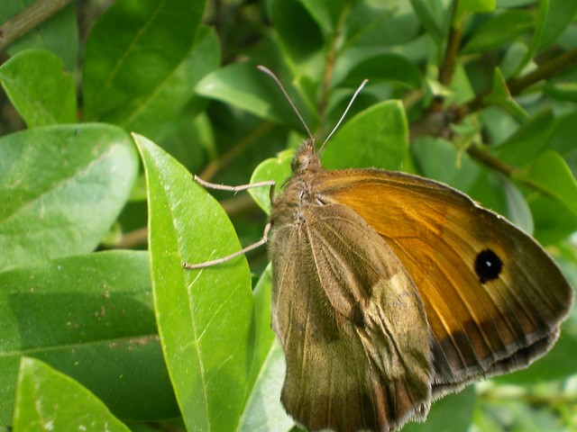 Motyl