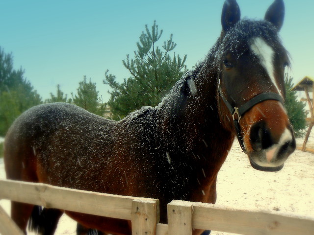 Wpis horsesanddreams