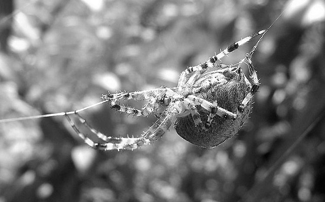 Spiders web.