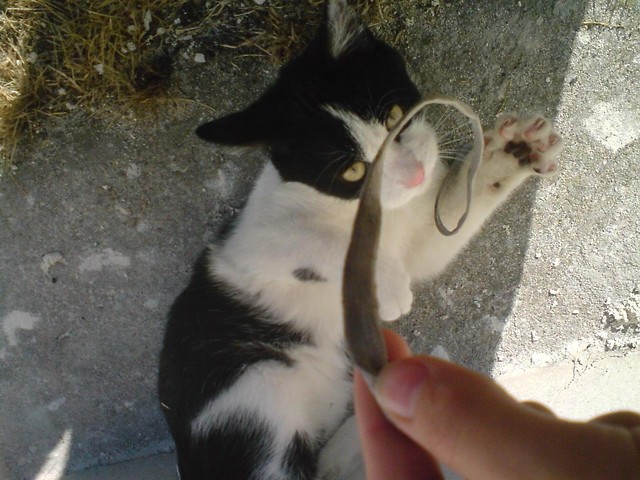Pulpet :P
