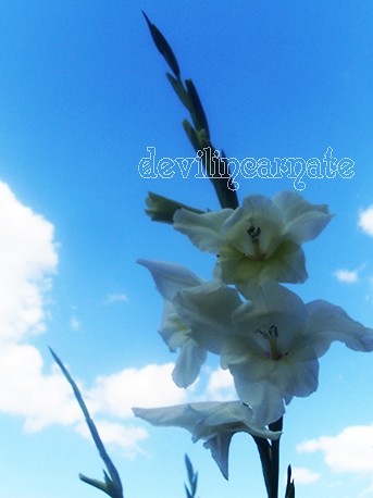 cigle letnio;p