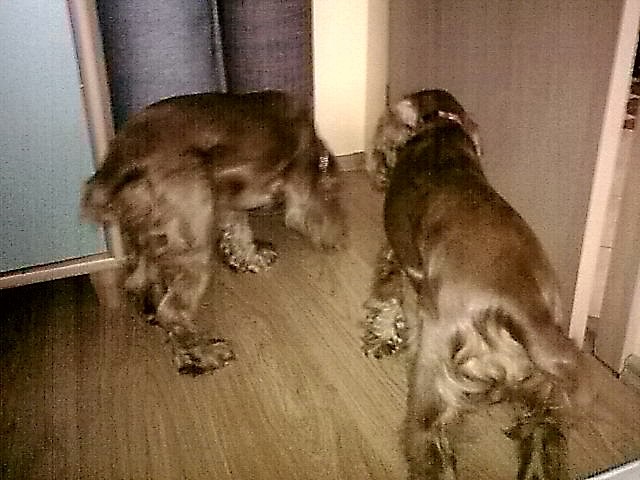 Siostrzana mio. :D