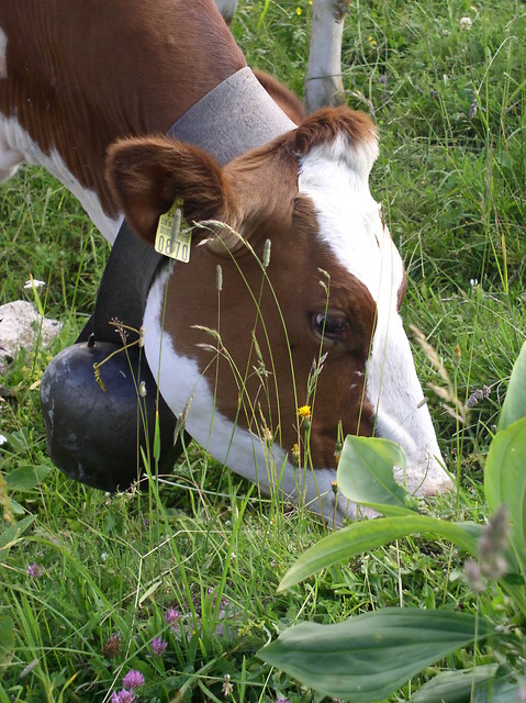 happy cow