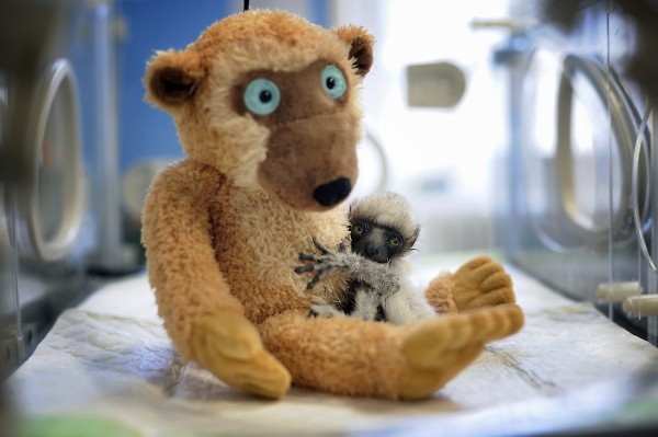May lemur tuli misia.