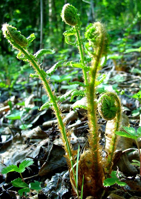 Natura