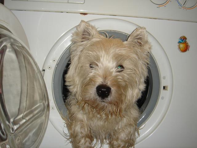 Tori in washing machine