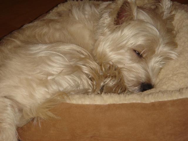 Sleeping darling