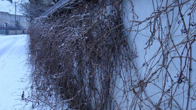 Wall