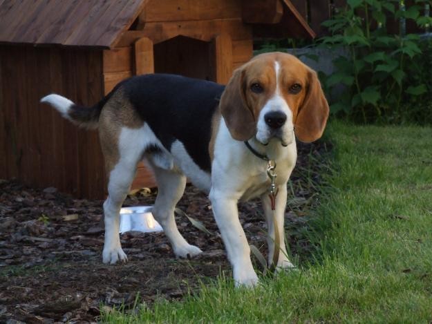 zagin Beagle w Izabelinie