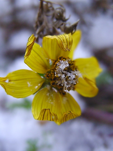 Wpis passerose