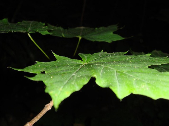 at the night