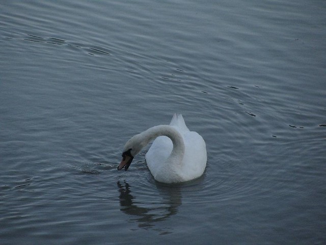 swan