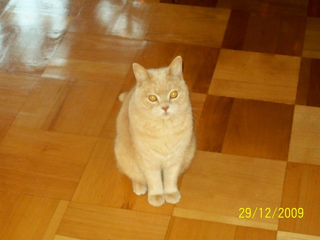 Mj kochany kiciu ;************