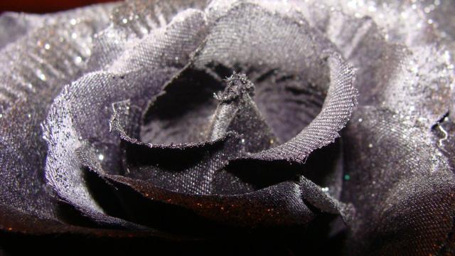 Black Rose