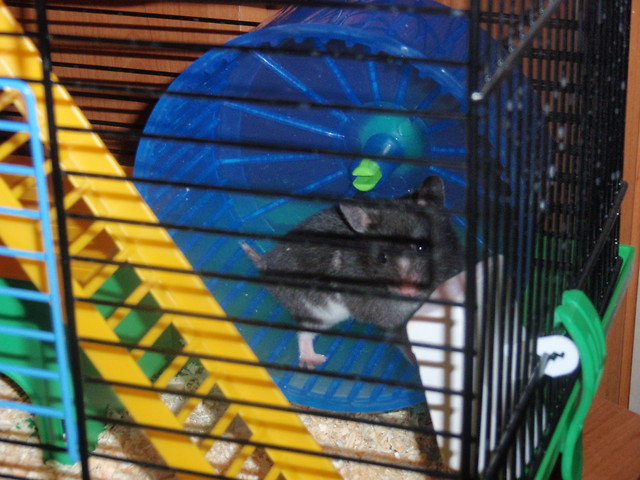 Loluchna :D