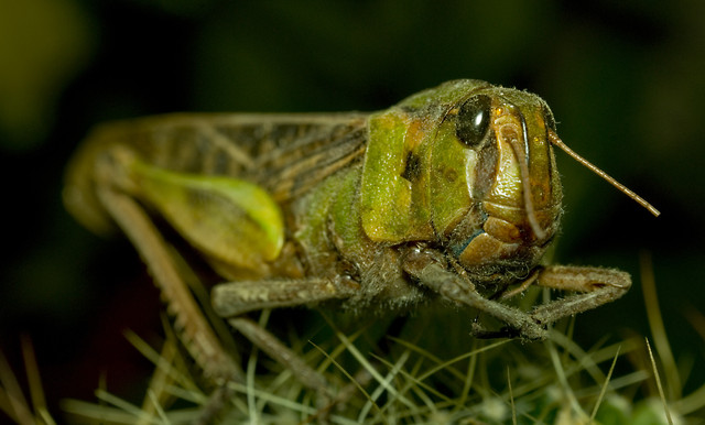 Zgon