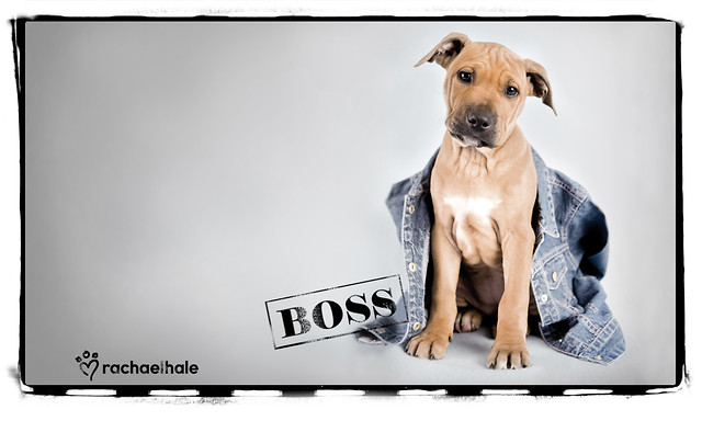 BOSS