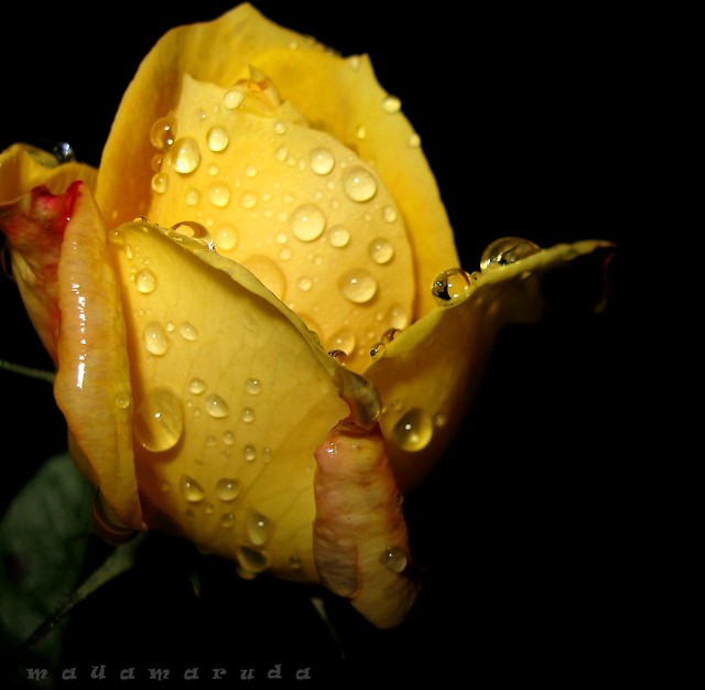 Rose...