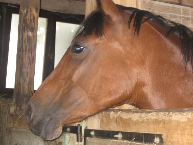 bajka;d