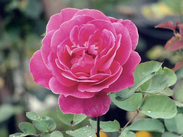 Flora .
