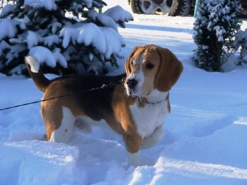 zagin beagle Bary Kruklanki