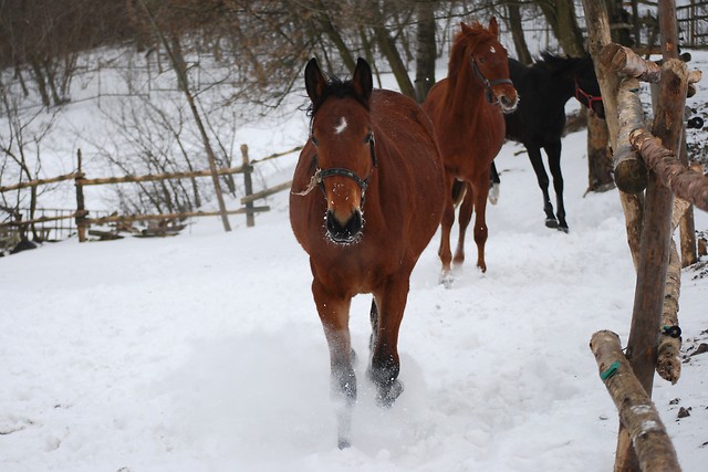 Wild horses