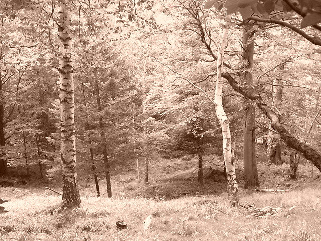 Taki sobie foto z Kowar:)