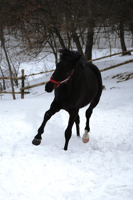 Black beauty