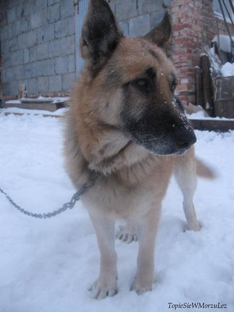 Hektor . 