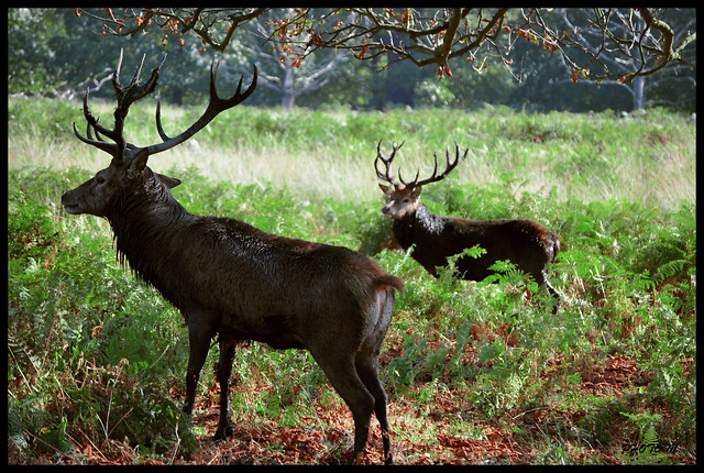 Wild life
