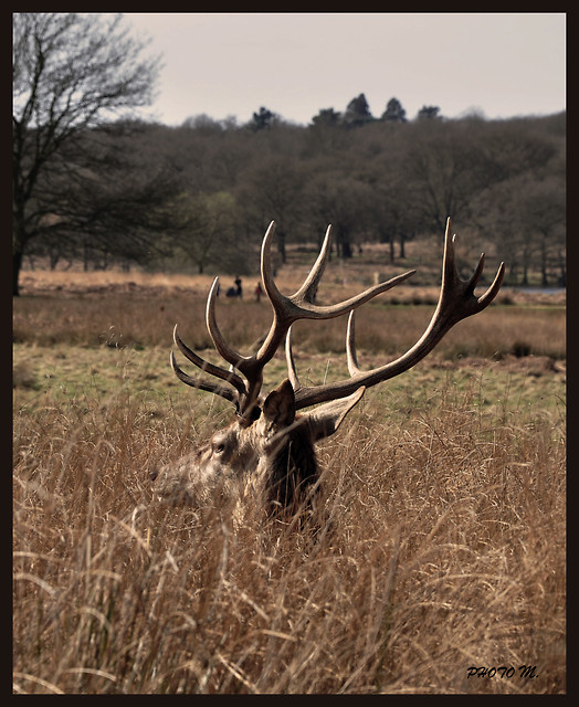 Wild life