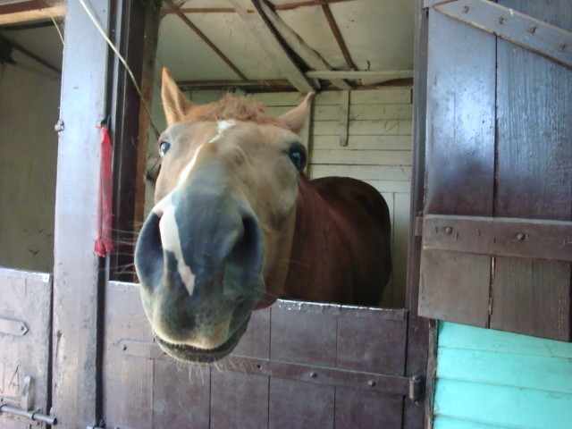 Rubinek;* Kochany konik