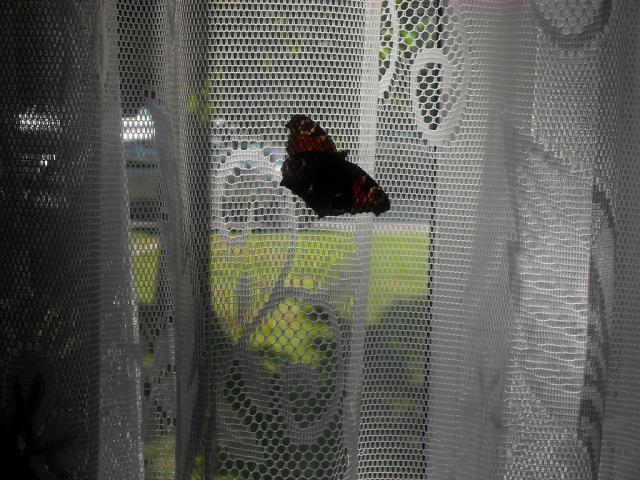 Butterflies again! xD