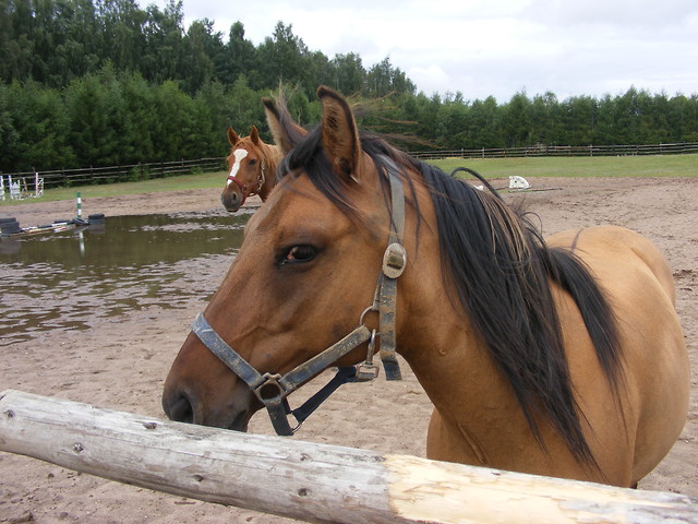 Pacynka a w tyle...Kosta :P