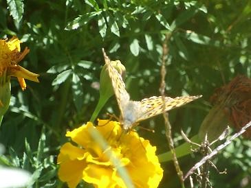 Motyl