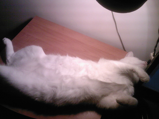 Wpis ilovemykitty