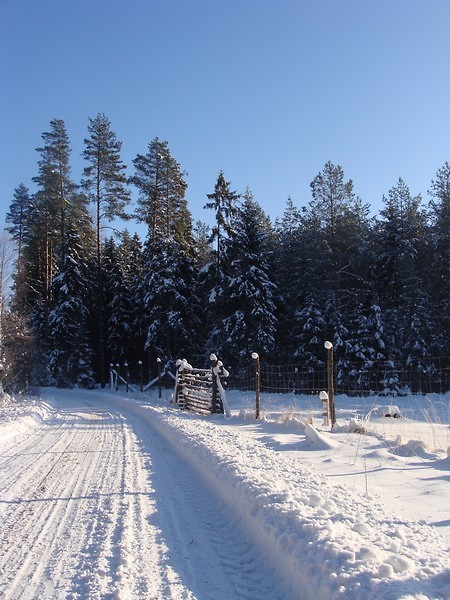 zima