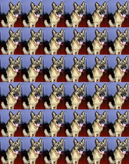  Hund