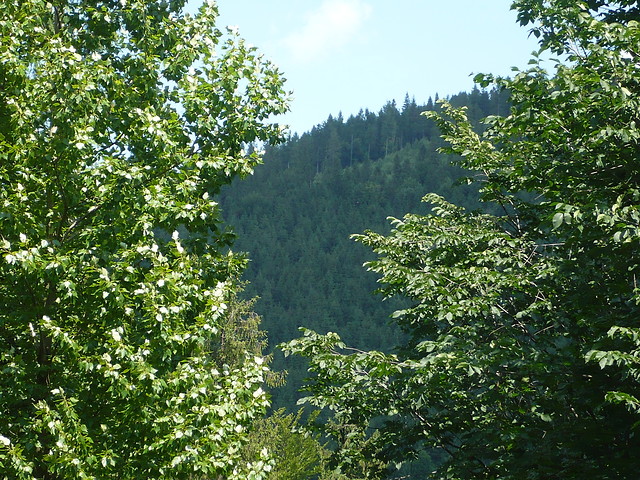 Widok na las
