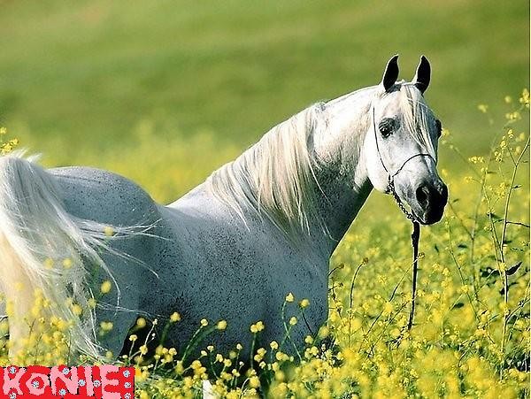 Jak zatytuowany >?< hoRs ;*
