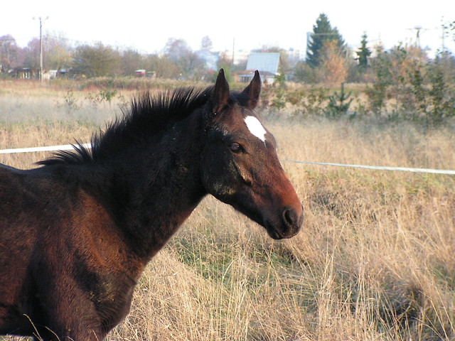 Padziernik 2008