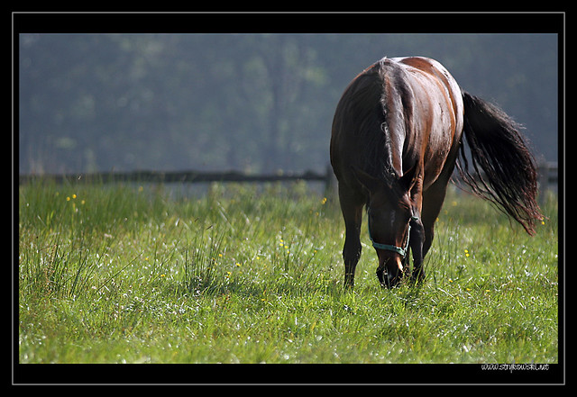 ~~~~Horse~~~~;)*