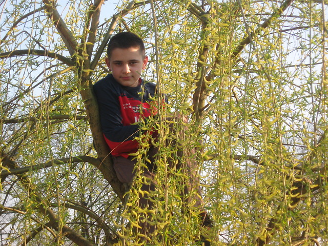 na drzewie 2009