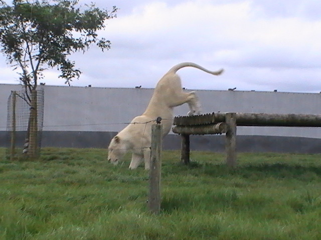 Safari Park 
