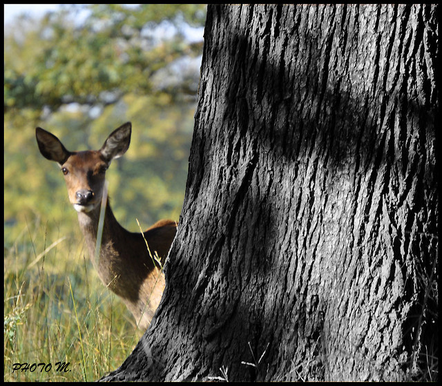 Wildlife