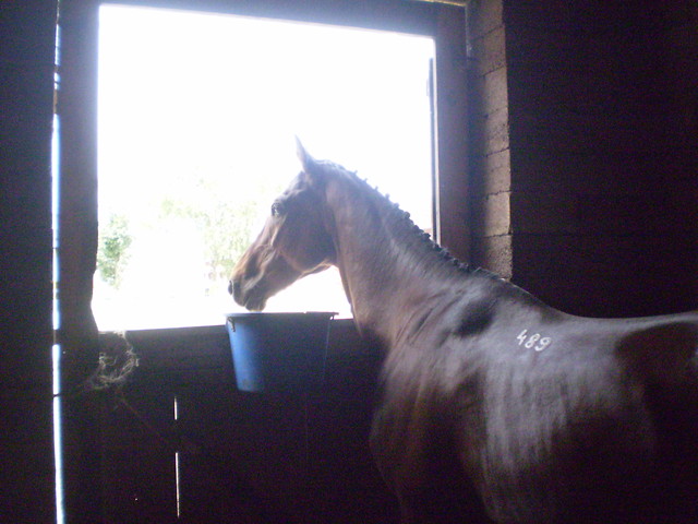 Izalco ;* Pardubice 2009