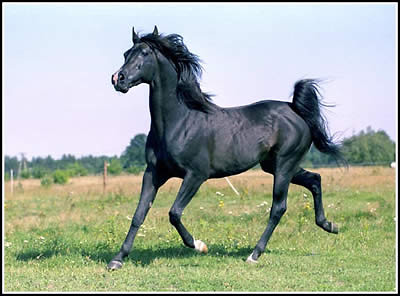 HoRsEs ;*** 
