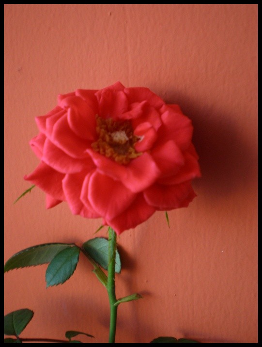 rose .